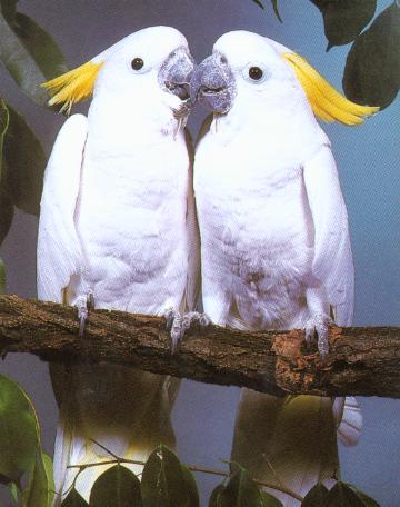 P�ri�ka Kakadu �ltol�cich